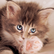 Lovely Cats Cute Wallpaper  Icon