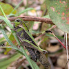 Unknown Locust/Grasshopper
