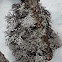 Common Antler Lichen