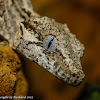 Gargoyle gecko (juvenile female)