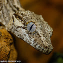 Gargoyle gecko (juvenile female)