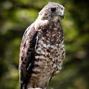 Broadwing hawk