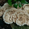 Trametes fungi