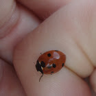Seven- spotted Ladybird +1 spot ;)