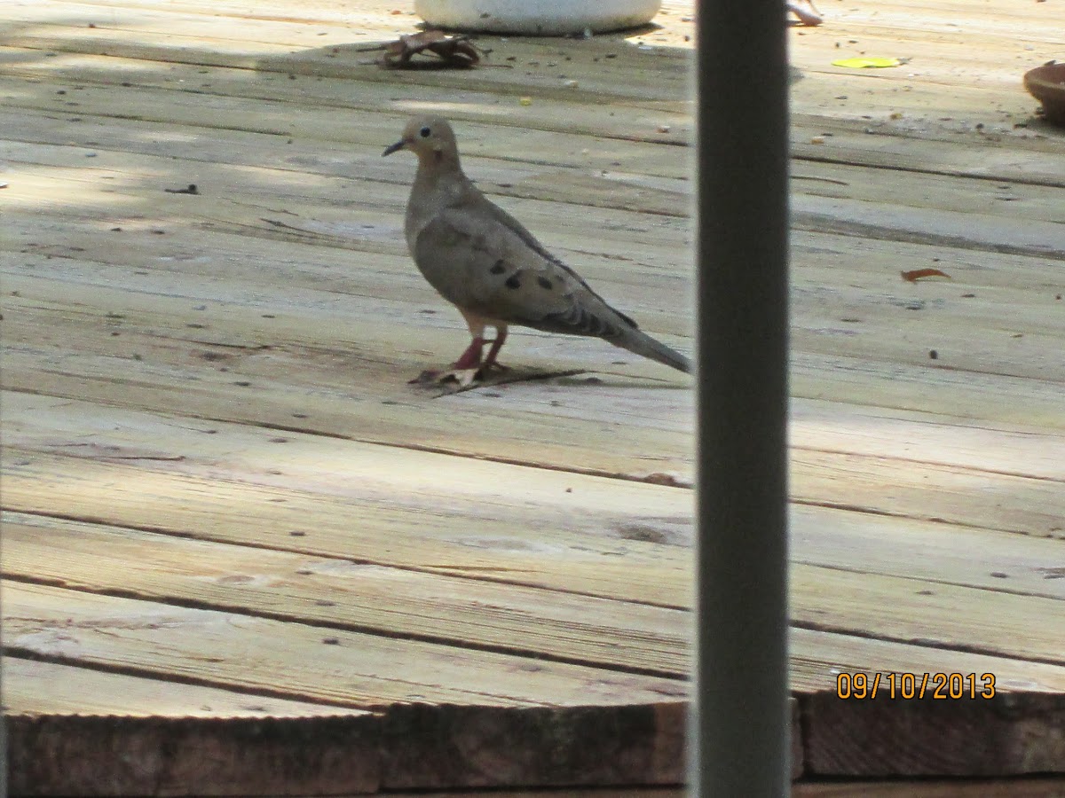 American Mourning Dove