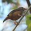 Little Shrike-thrush