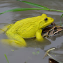 Asian Bullfrog