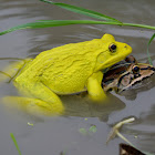 Asian Bullfrog