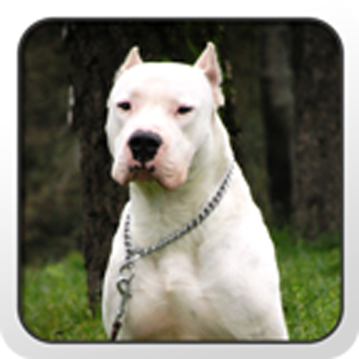 Dogo Argentino Theme LOGO-APP點子