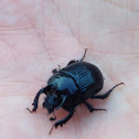 Minotaur beetle