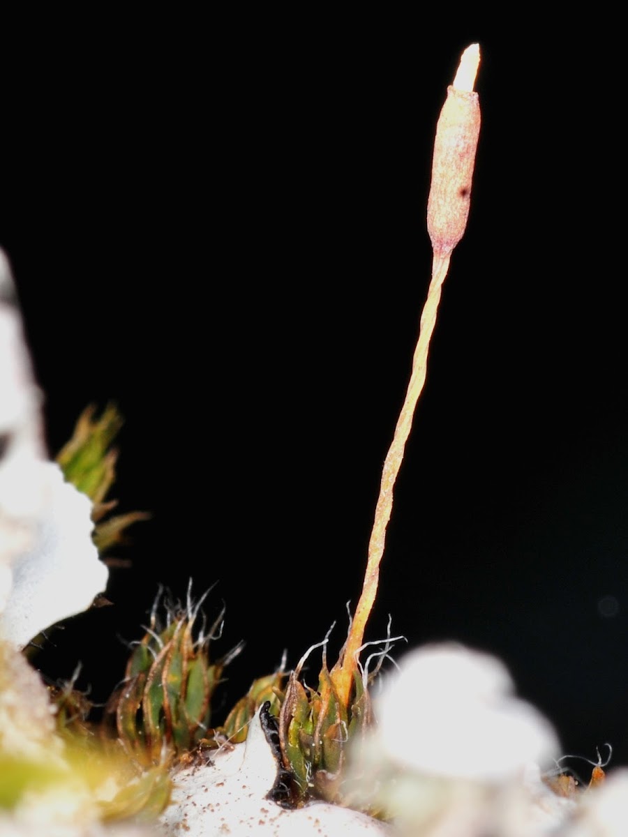 Small Hairy Screw-moss