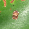 leaf beetles mating