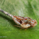 Leafhopper nymph?