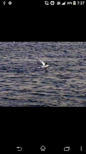 How to get صوت البحر مع صور واصوات النورس 1.0 apk for bluestacks