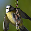 Blue Tit