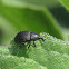 Sunflower Root Weevil