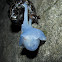 Leopard slug mating