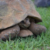 Leopard tortoise