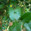 Holm Oak Leaf