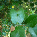 Holm Oak Leaf