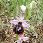 Ophrys ferrum-equinum