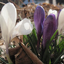 Crocus