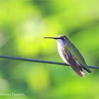 Ruby-throated hummingbird