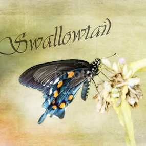 Swallowtail by Judy Hall-Folde - Typography Words