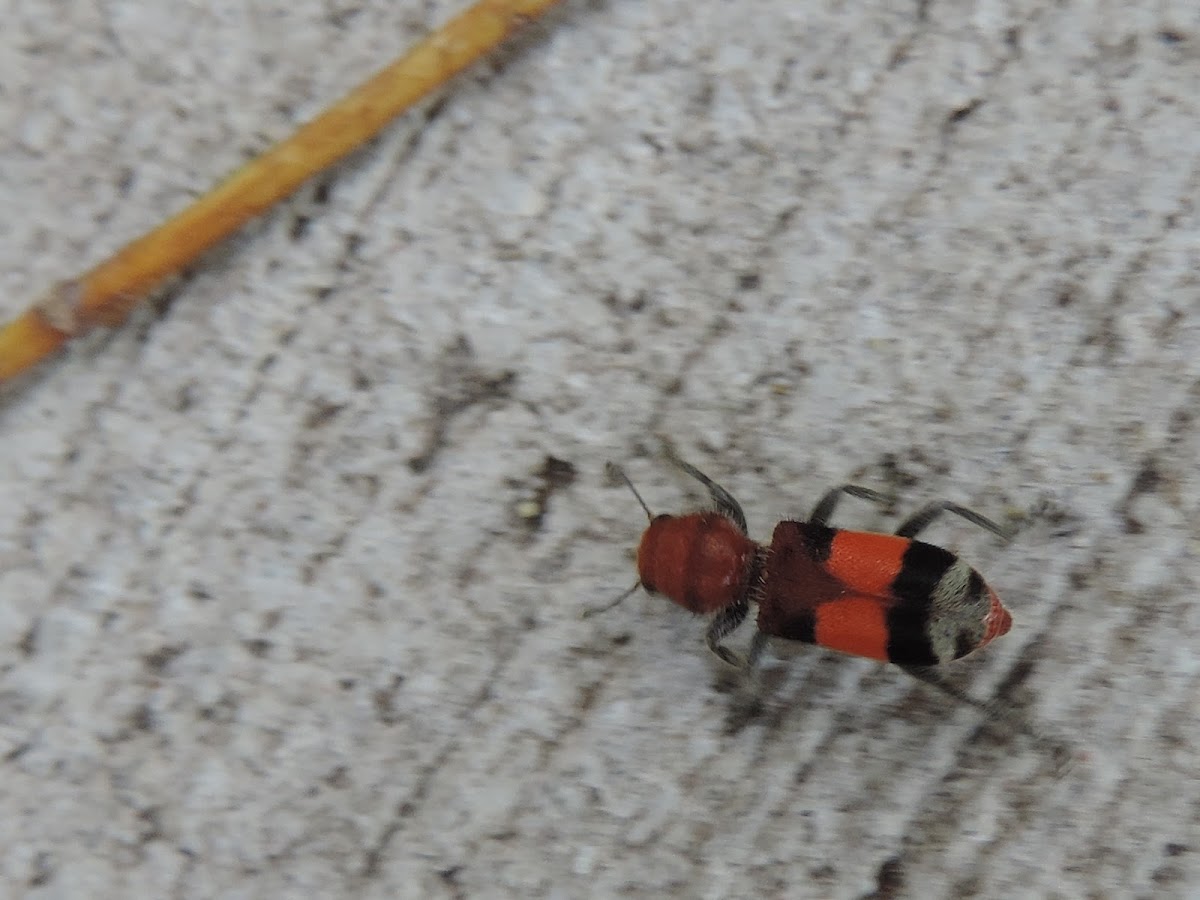 Orange-banded Checkered Beetle