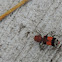 Orange-banded Checkered Beetle