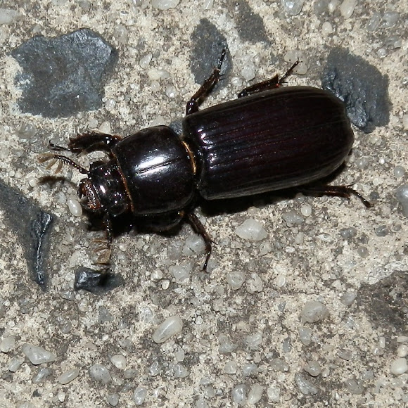 Black Bess Beetle Project Noah