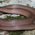 Smooth Earth Snake