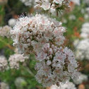 California Buckwheat