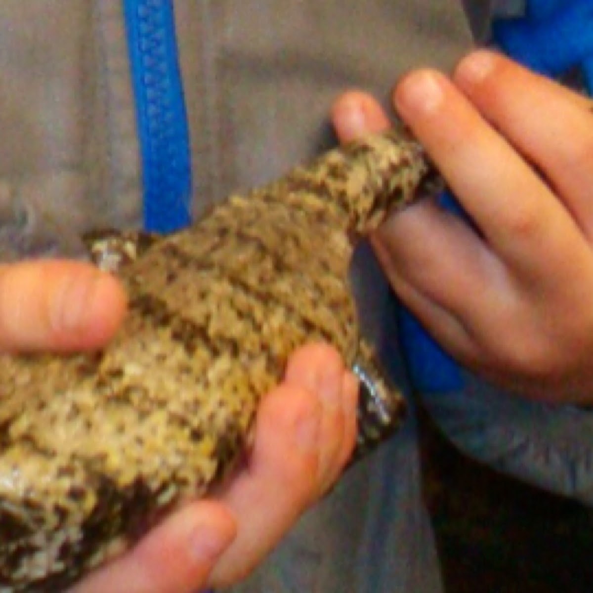 Common Blue-tongued Skink