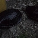 Amboina Box Turtle