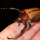 Rhinocereus beetle