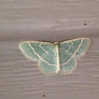 Blackberry looper moth