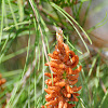 Stone pine male cone