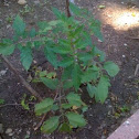 Tomato Plant