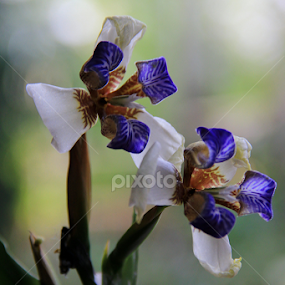Duo by Nilotpal Sarma - Flowers Flowers in the Wild