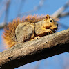 American red squirrel