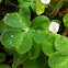 Redwood Sorrel