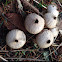 Puffball fungus