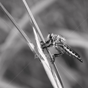 Lotera by હિરેન જોષી - Black & White Macro
