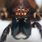 Huntsman Spider (?) exuvia