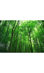 Free Download Relaxing Forest APK for Android