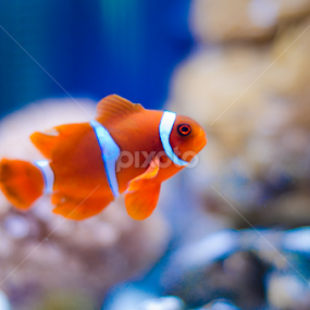 Clown fish by Mina Jaguar - Animals Fish