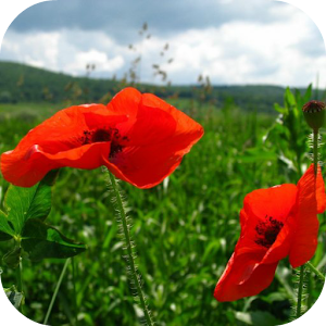 Red Poppy Live Wallpaper.apk 1.1.1