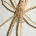 Thasyraea ornata