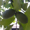 Pawpaw Tree Fruit